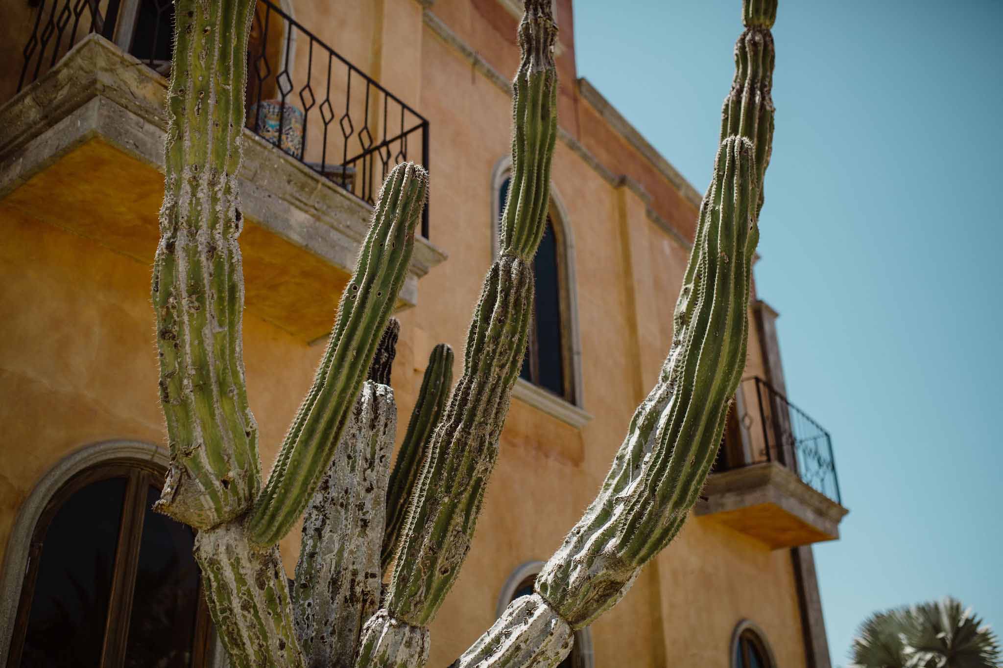 Cactus-Plant