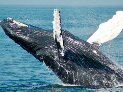 Whale Season
