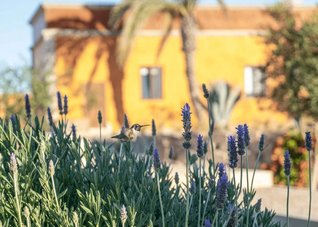 Natural beauty and serenity around the beachfront property of Villa Santa Cruz resort in Mexico
